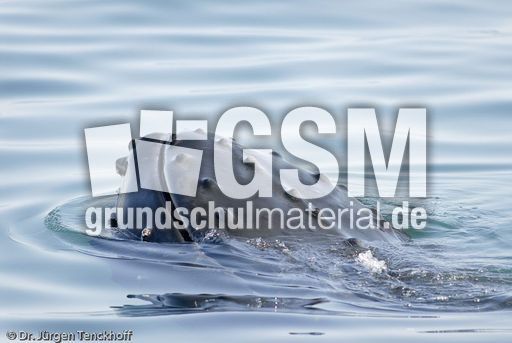 Buckelwal (34 von 57).jpg